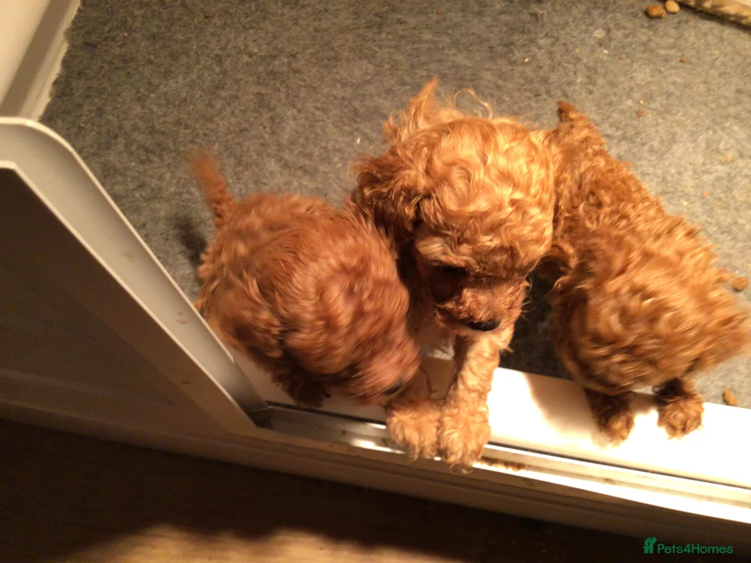 Toy Poodle dogs for stud: High health status red toy poodle. KC.reg in Carlisle - Advert 6