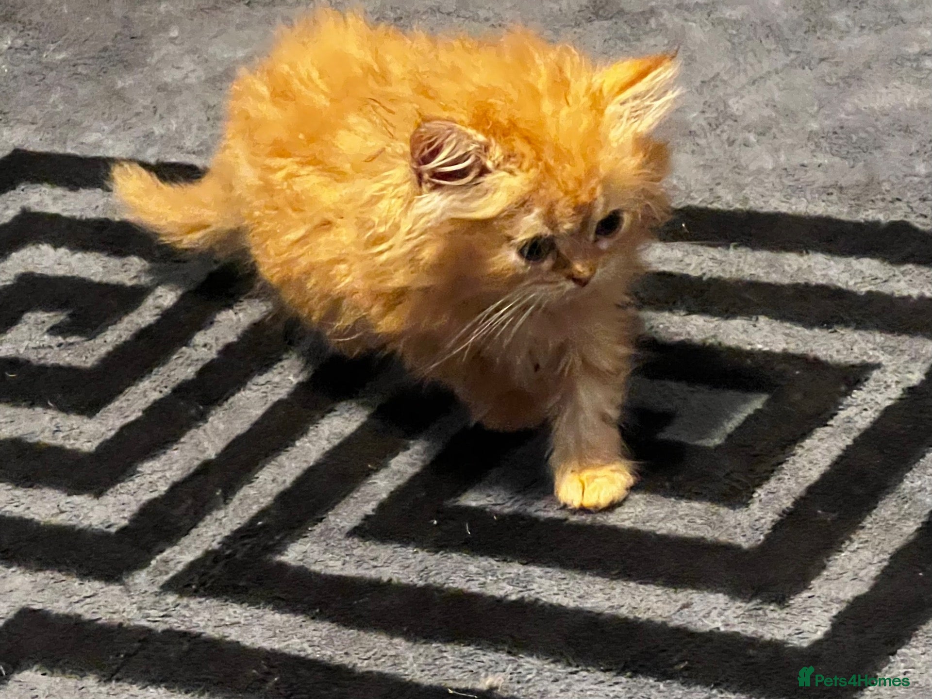 Persian cats  PERSIAN CHINCHILLA BABIES  🌸🌷💐🌹🌼 - Advert 1