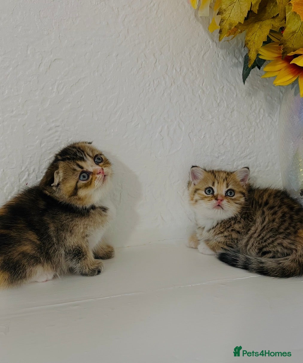 Scottish Fold cats 🥰Purebred Scottish folds looking for parents🐾 - Advert 6