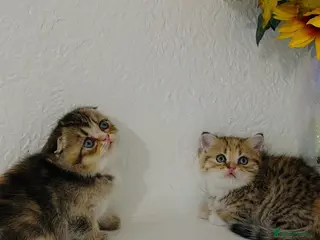 Scottish Fold cats 🥰Purebred Scottish folds looking for parents🐾 - Advert 6