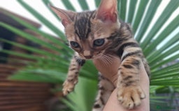 Bengal cats for sale: Stunning pure Bengal Kittens - Image 8