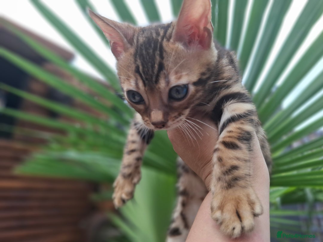 Bengal cats for sale: Stunning pure Bengal Kittens - Image 8