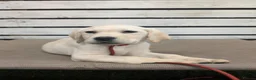 Labrador Retriever dogs for sale: Assistance dog for sale - Advert 3