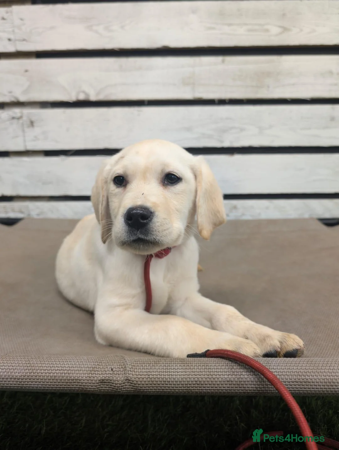 Labrador Retriever dogs for sale: Assistance dog for sale - Advert 3
