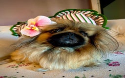 Pekingese dogs for sale: Stunning Quality Pekingese puppies Ready Now  - Image 8