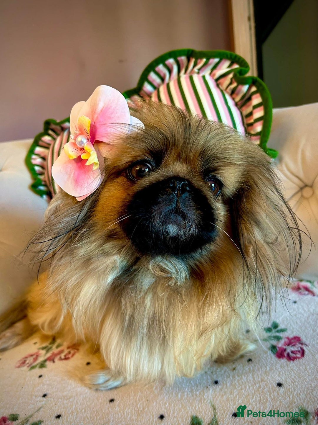 Pekingese dogs for sale: Stunning Quality Pekingese puppies Ready Now  - Image 8