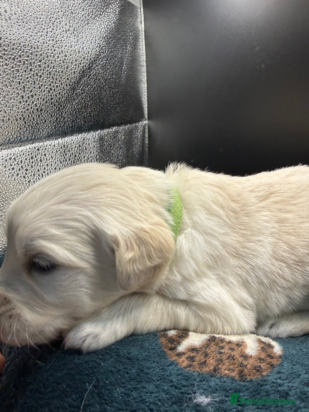 Golden Retriever dogs for sale: Stunning Golden Retrievers. 4 Boys / 4 Girls - Advert 13