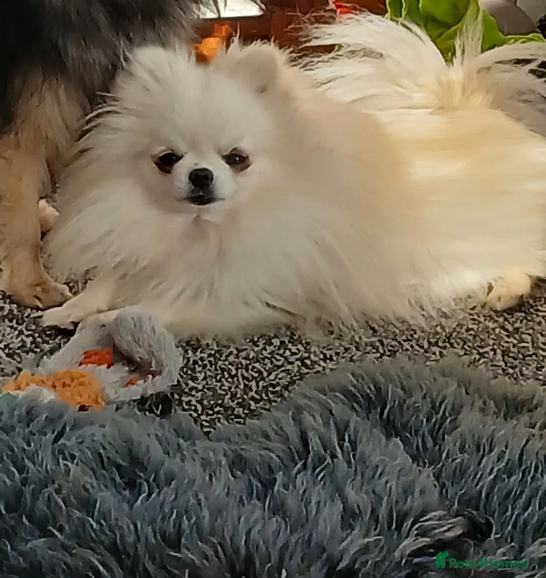 Pomeranian dogs for sale: Kc registered pomeranian bitch in Morpeth - Advert 2
