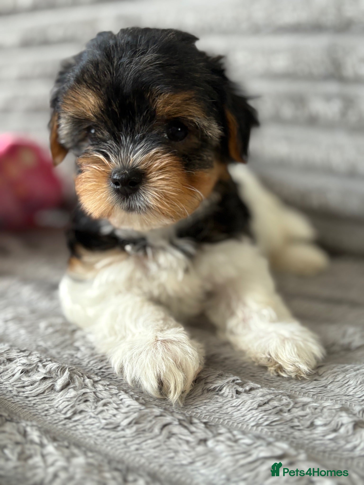 Biewer Terrier dogs ❤️Beautiful Tiny Girl❤️ - Advert 3