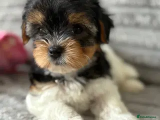 Biewer Terrier dogs ❤️Beautiful Tiny Girl❤️ - Advert 13