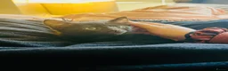 Domestic Shorthair cats for sale: Black Domesticshorthair Kitten in Gillingham - Advert 2