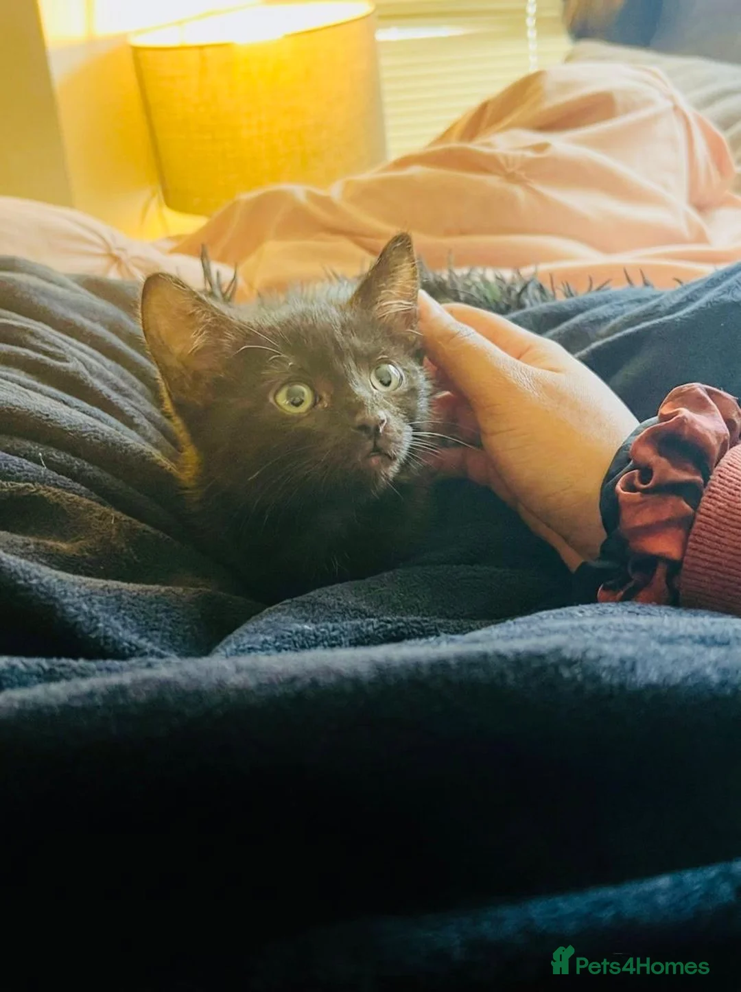 Domestic Shorthair cats for sale: Black Domesticshorthair Kitten in Gillingham - Advert 2