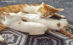 Domestic Shorthair cats for sale: 🐾2 Adorable Kittens Looking for Loving Homes🐾 - Image 2