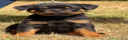 Rottweiler dogs for sale: 🤩 Elite Level XXL Rottweiler puppies 🤩 - Advert 6