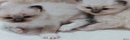 Ragdoll cats for sale: Raised with Love, looking for Forever homes - Advert 17
