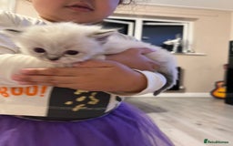 Ragdoll cats for sale: Ragdoll kittens  - Image 31