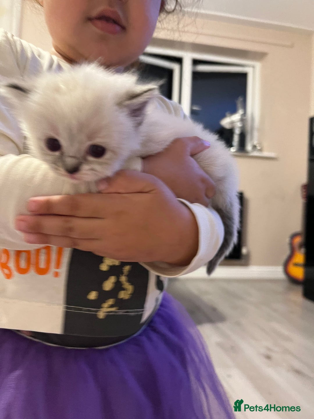 Ragdoll cats for sale: Ragdoll kittens  - Image 31