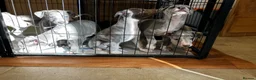 Whippet dogs for sale: Whippet puppies  - Advert 7