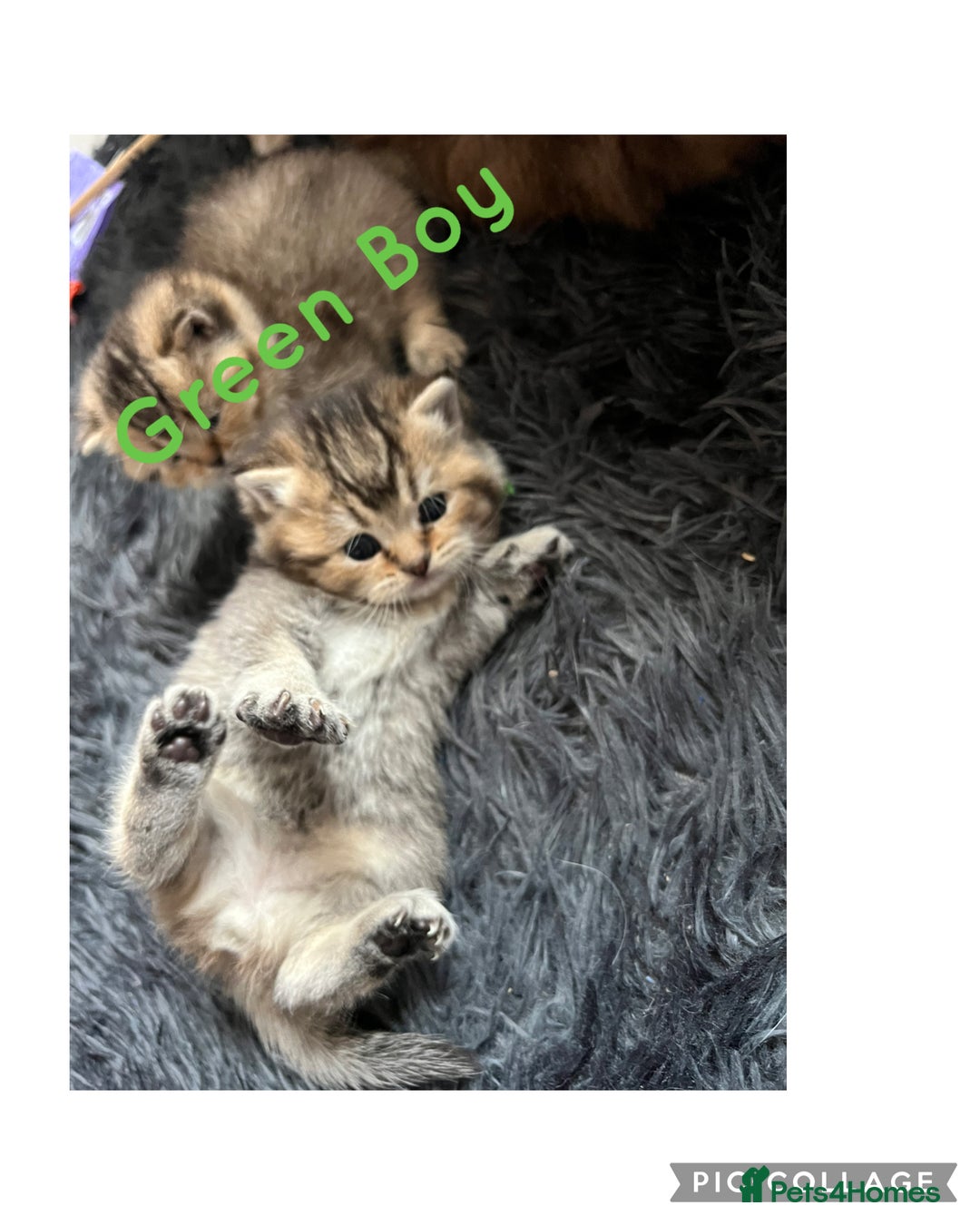 British Shorthair cats for sale: British shorthair kittens - Image 8