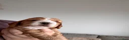 Cocker Spaniel dogs for sale: Cocker spaniel puppies  - Advert 16