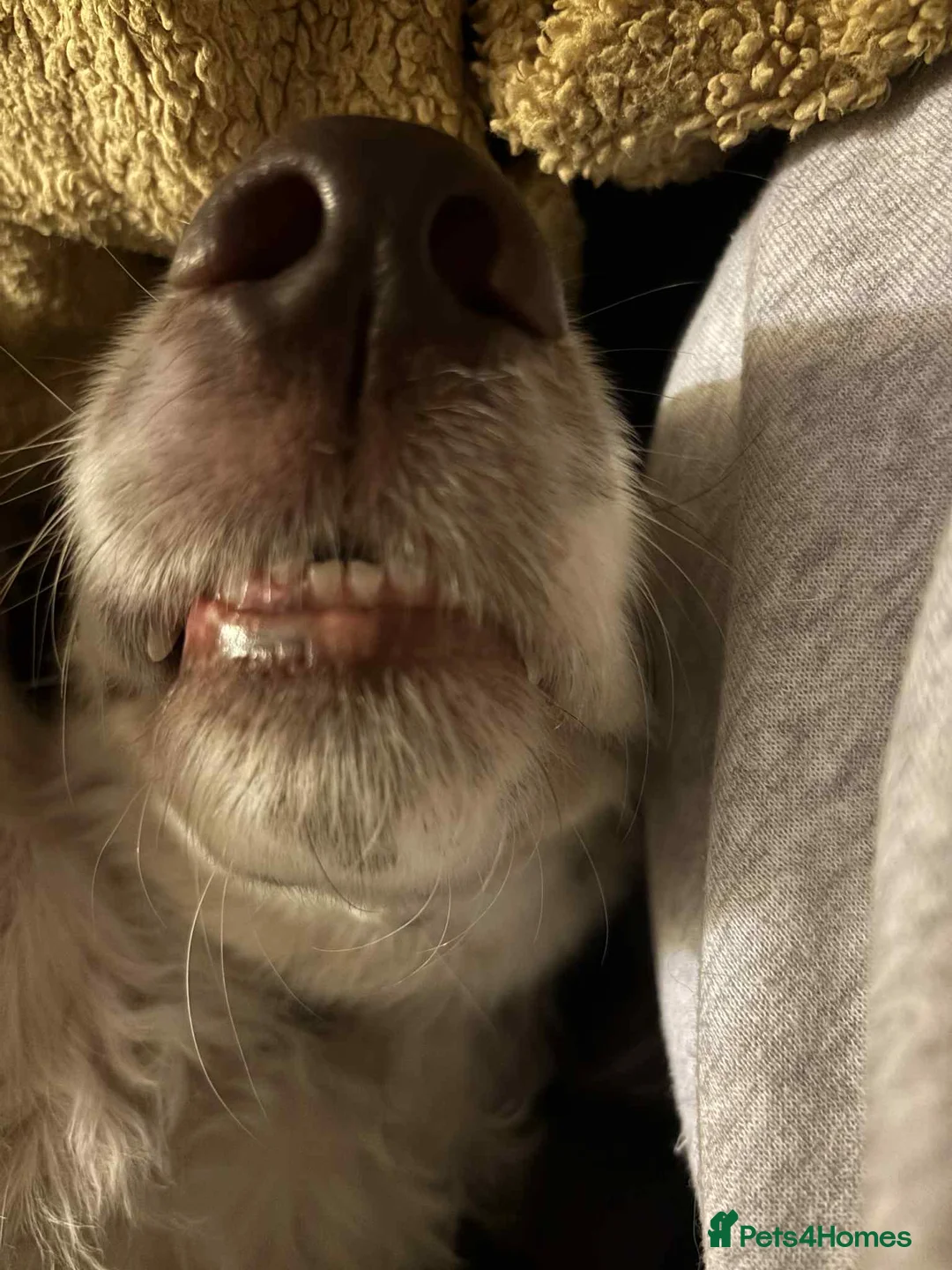 Mixed Breed dogs for adoption: Lemmy is a typical Springer spaniel 5 years old - Advert 6