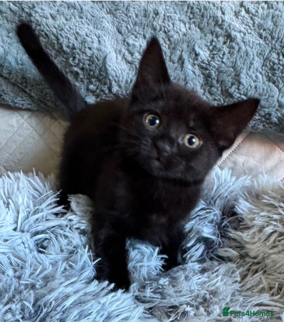 Mixed Breed cats 🐾❤️ BEAUTIFUL KITTENS ❤️ - Advert 20