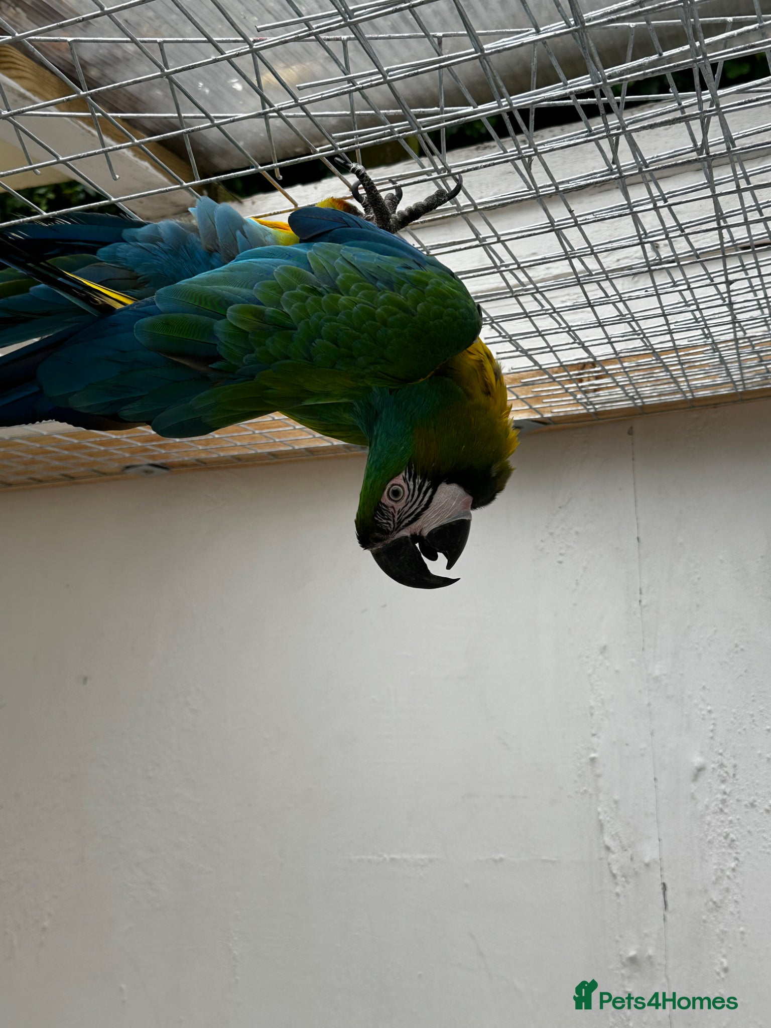 Parrots birds for sale: Rare stunning hybrid milligold macaw   in Harrow - Advert 9
