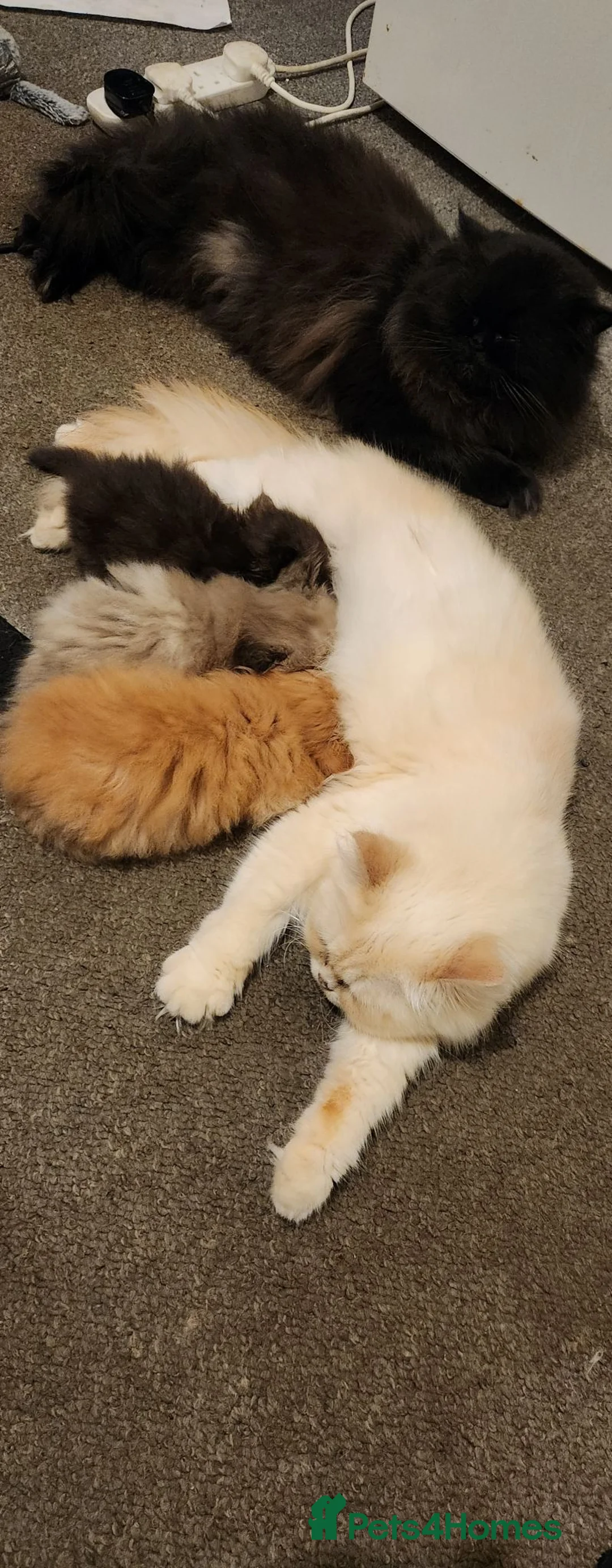 Persian cats for sale: Pure Persian Parents and kittens for sale in Hinckley - Advert 1