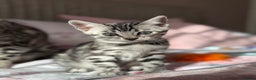 Bengal cats for sale: ⭐️Divine silver black spotted tabby bengal ⭐️ - Advert 32