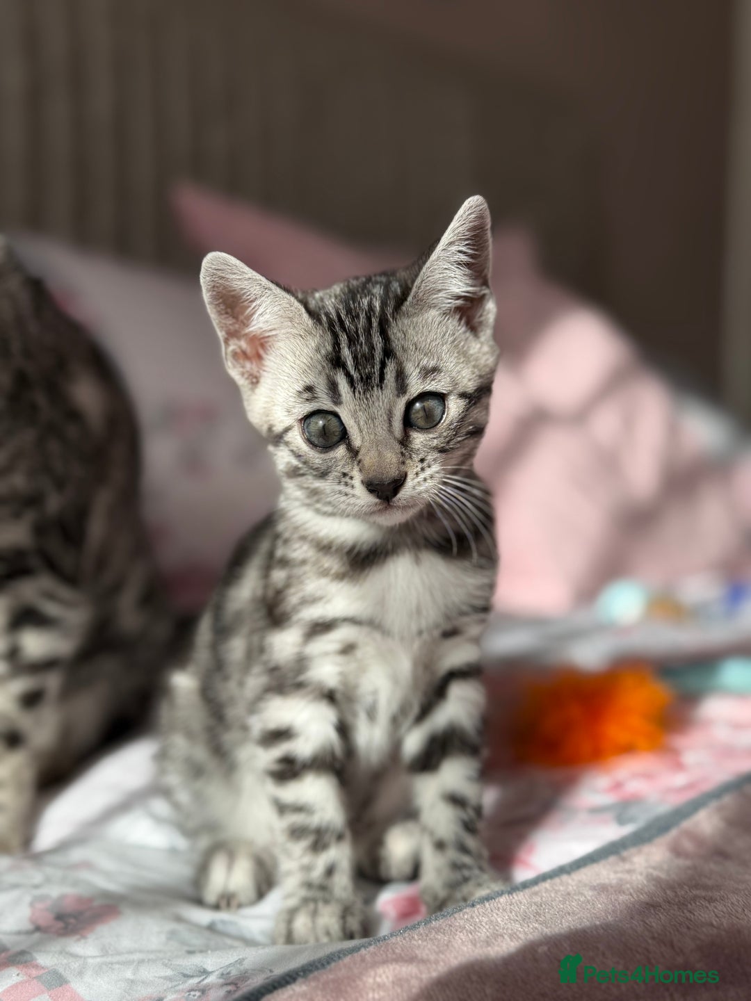 Bengal cats for sale: ⭐️Divine silver black spotted tabby bengal ⭐️ - Advert 32