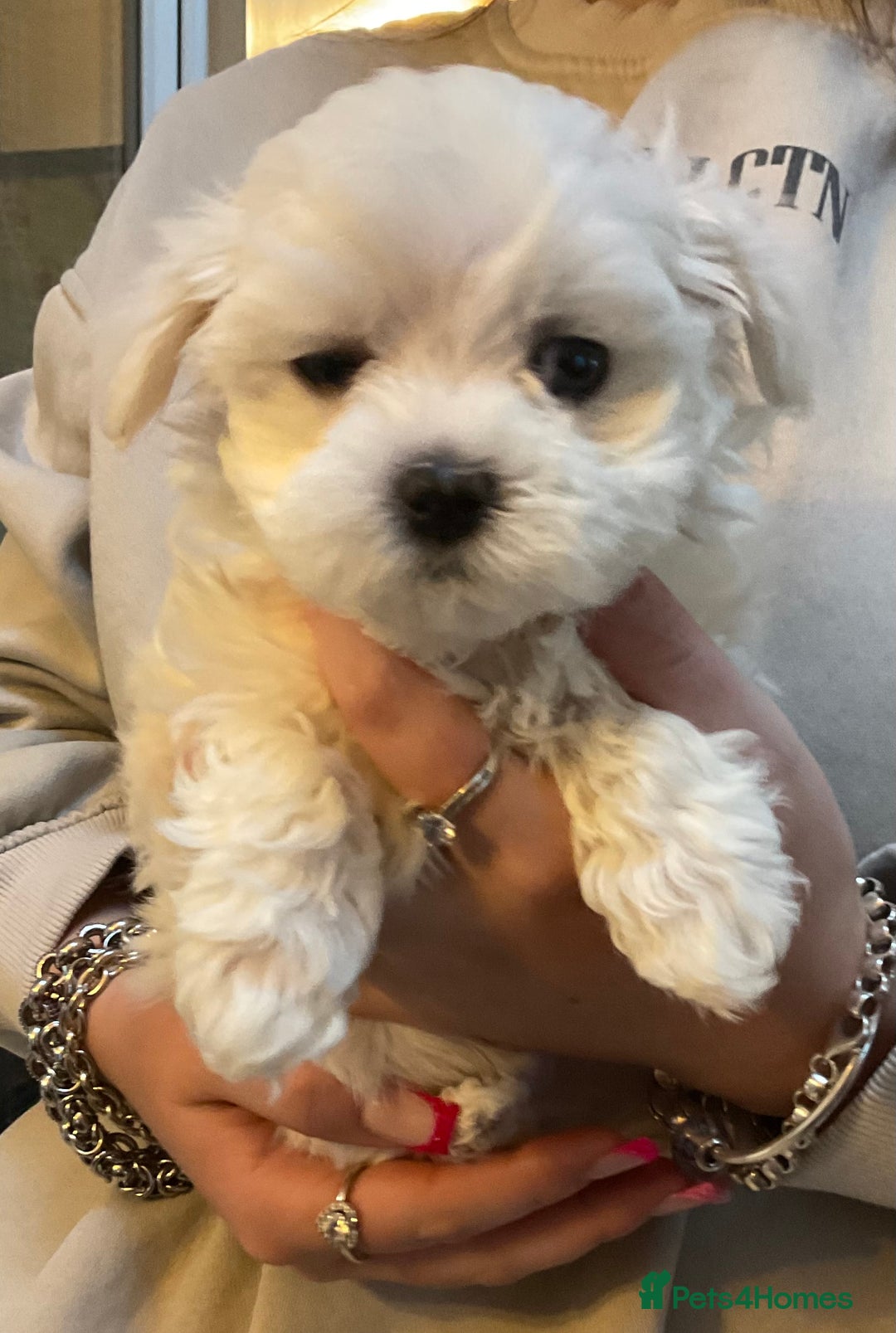 Maltese dogs for sale: Maltese puppies Kc registered  - Advert 9