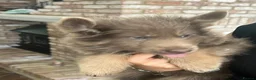 German Shepherd dogs for sale: 6 beautiful male German shepherd puppies for sale  - Advert 18