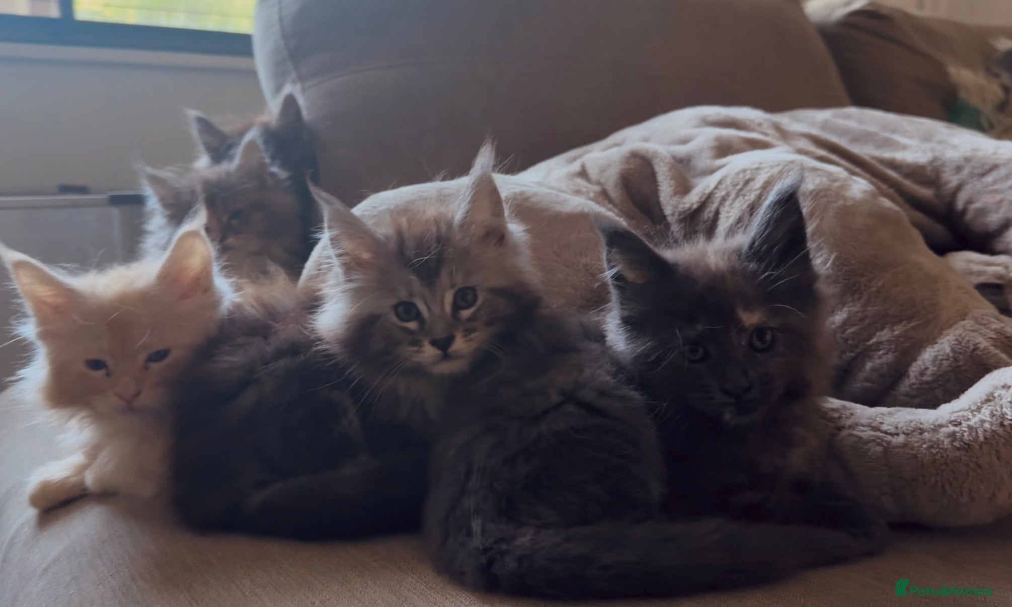 Maine Coon cats Health tested TICA Maine Coon Kittens  - Advert 15