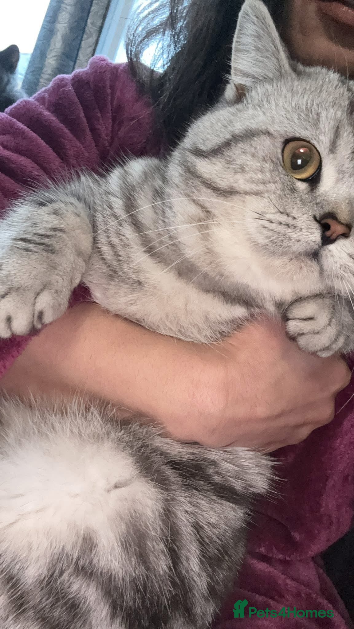 British Shorthair cats Stunning British shorthair stud available  - Advert 1