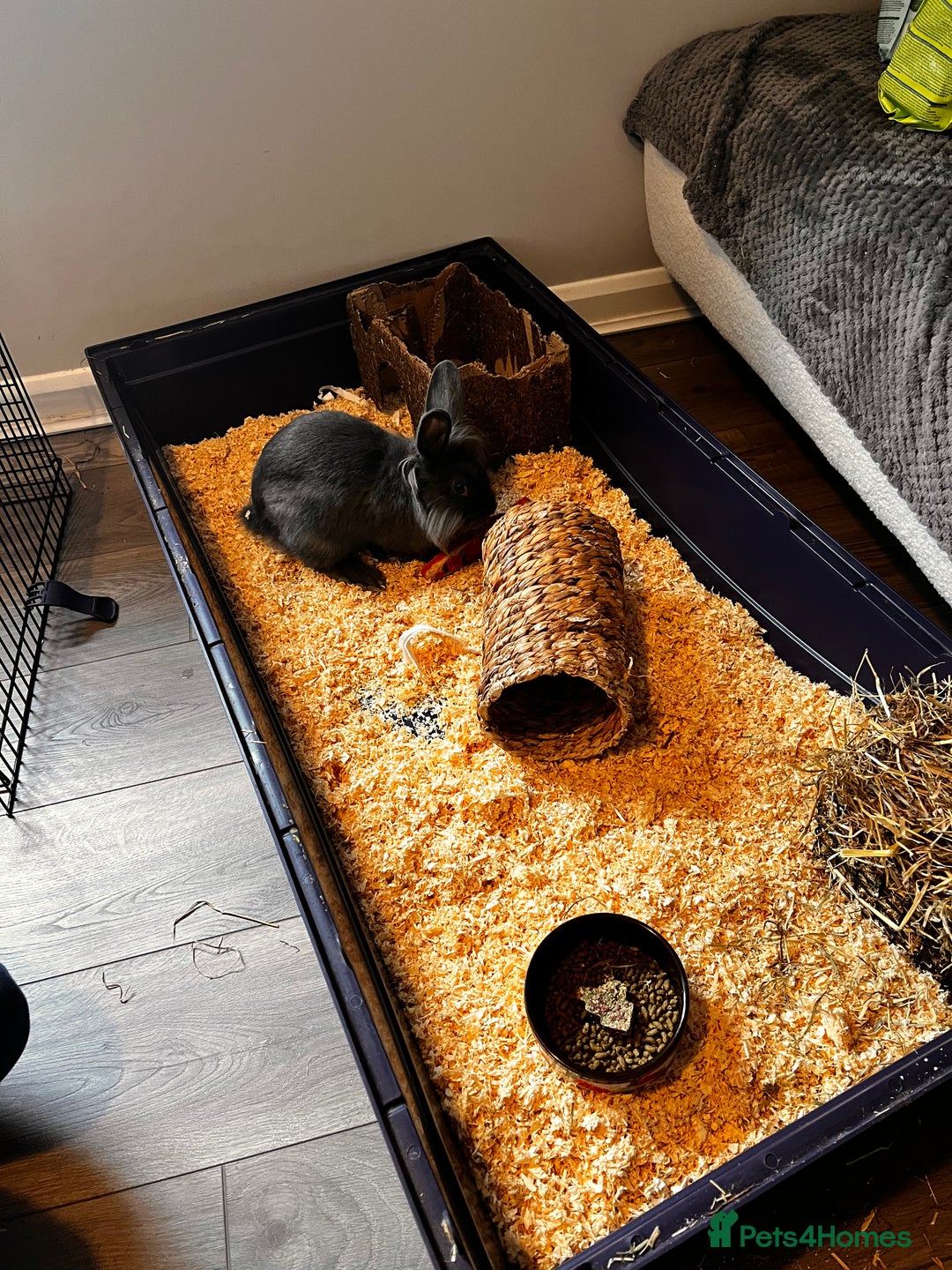 Lionhead rabbits for sale: Dutch x Lionhead  - Image 4