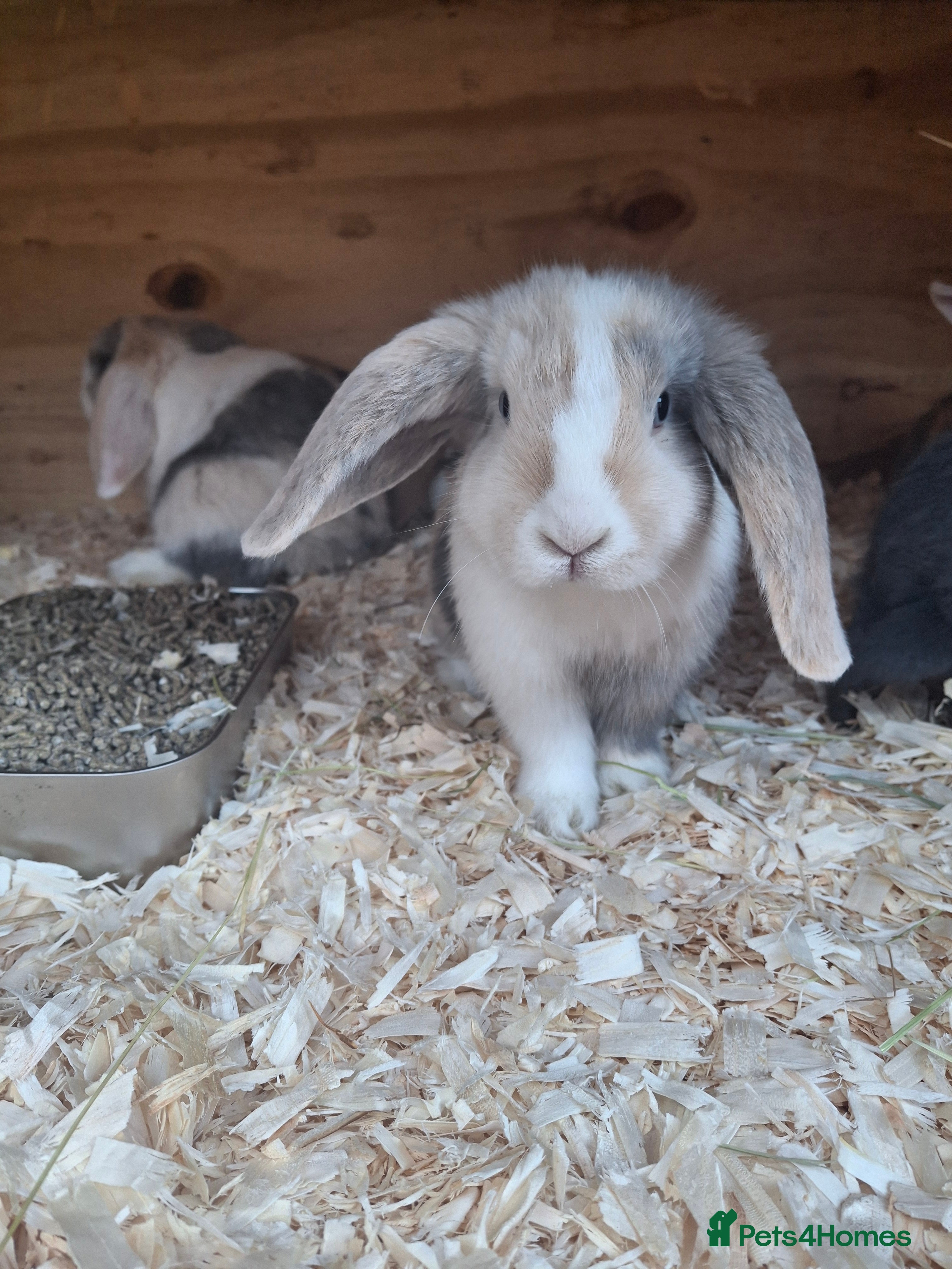 Mini Lop rabbits FREE STARTER PACK! Stunning baby mini lops - Advert 1