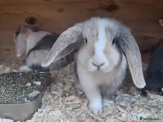 Mini Lop rabbits FREE STARTER PACK! Stunning baby mini lops - Advert 3