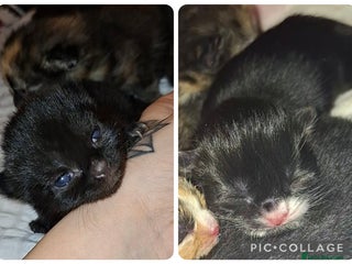 Domestic Shorthair cats 1 Black & 1 Black & White Kitten For Sale - Advert 8