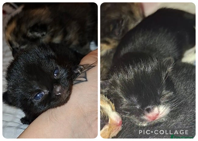 Domestic Shorthair cats 1 Black & 1 Black & White Kitten For Sale - Advert 15