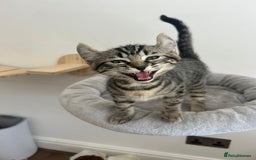 Keetso cats for sale: Reduced Ready now Last 1, Rare Jungle Curl Kittens in Portsmouth - Image 10