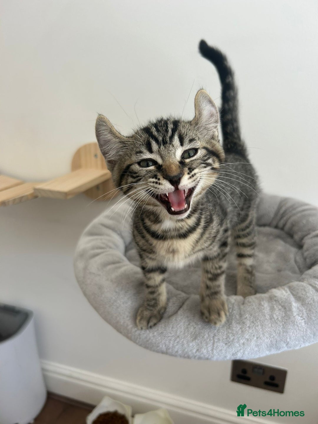 Keetso cats for sale: Reduced Ready now Last 1, Rare Jungle Curl Kittens in Portsmouth - Image 10