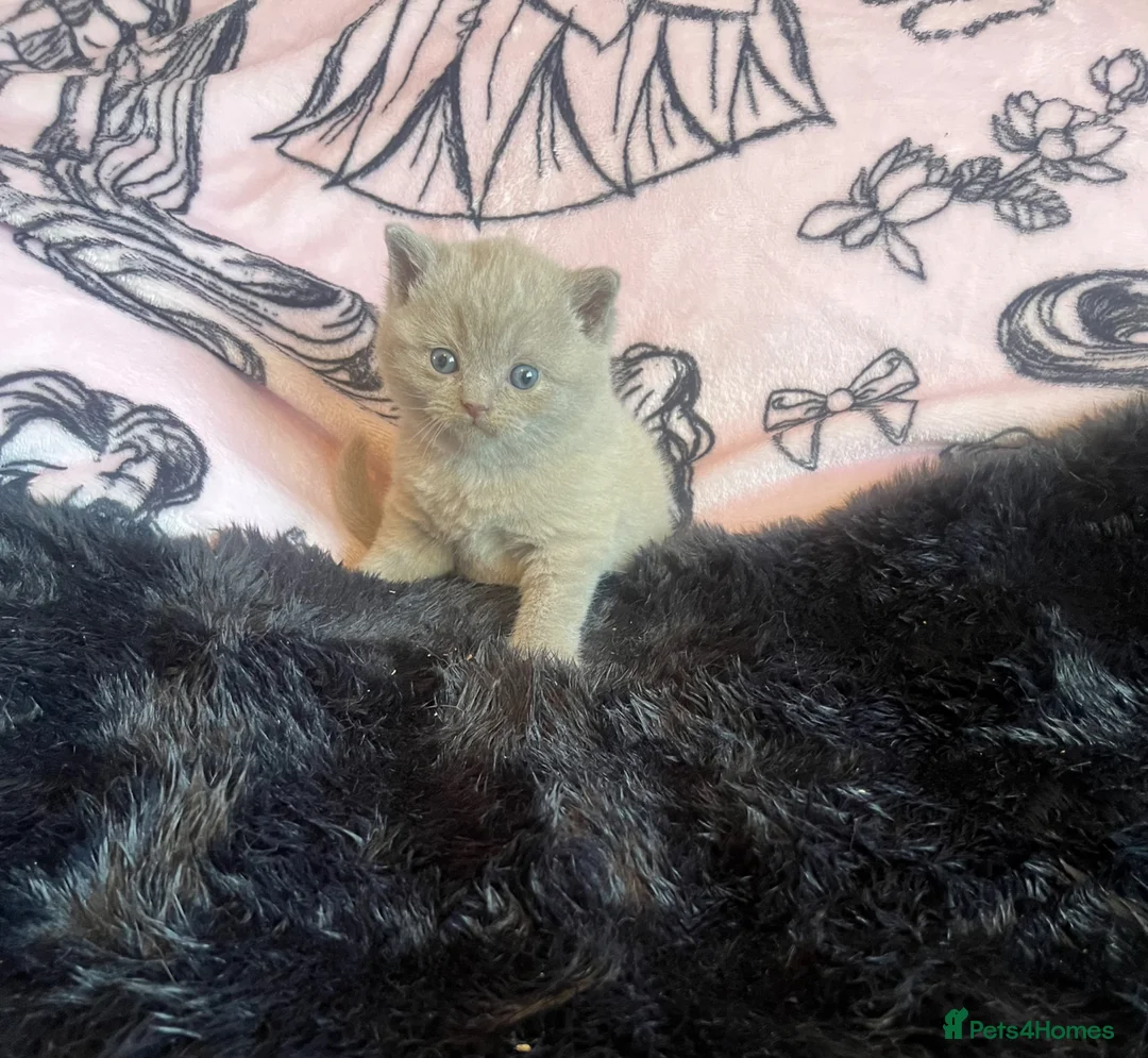 British Shorthair cats for sale: Beautiful Bsh/BLh Lilac kittens - Advert 2