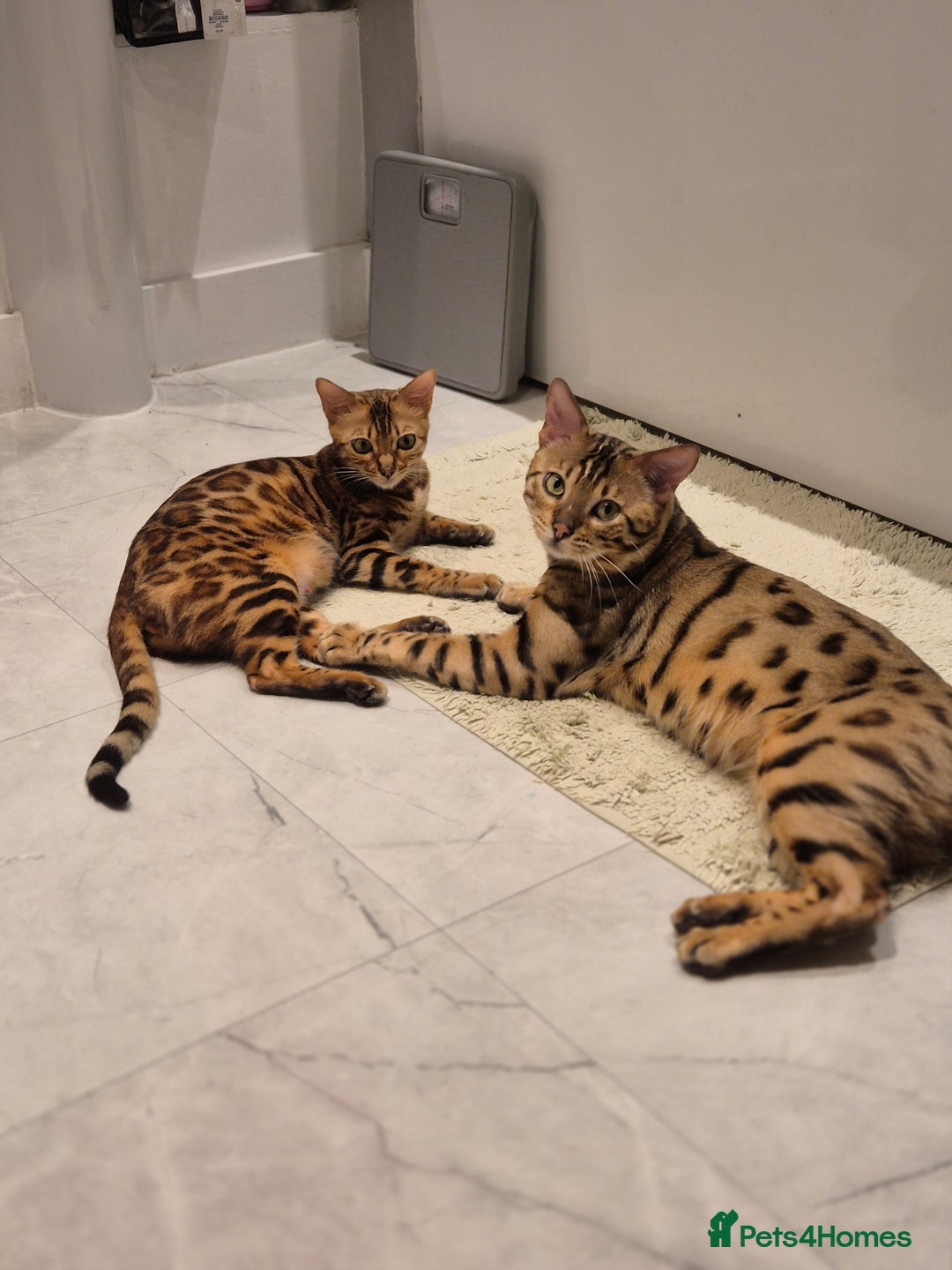 Bengal cats for sale: 🐾6 Beautiful Bengal Kittens🐾 - Advert 2