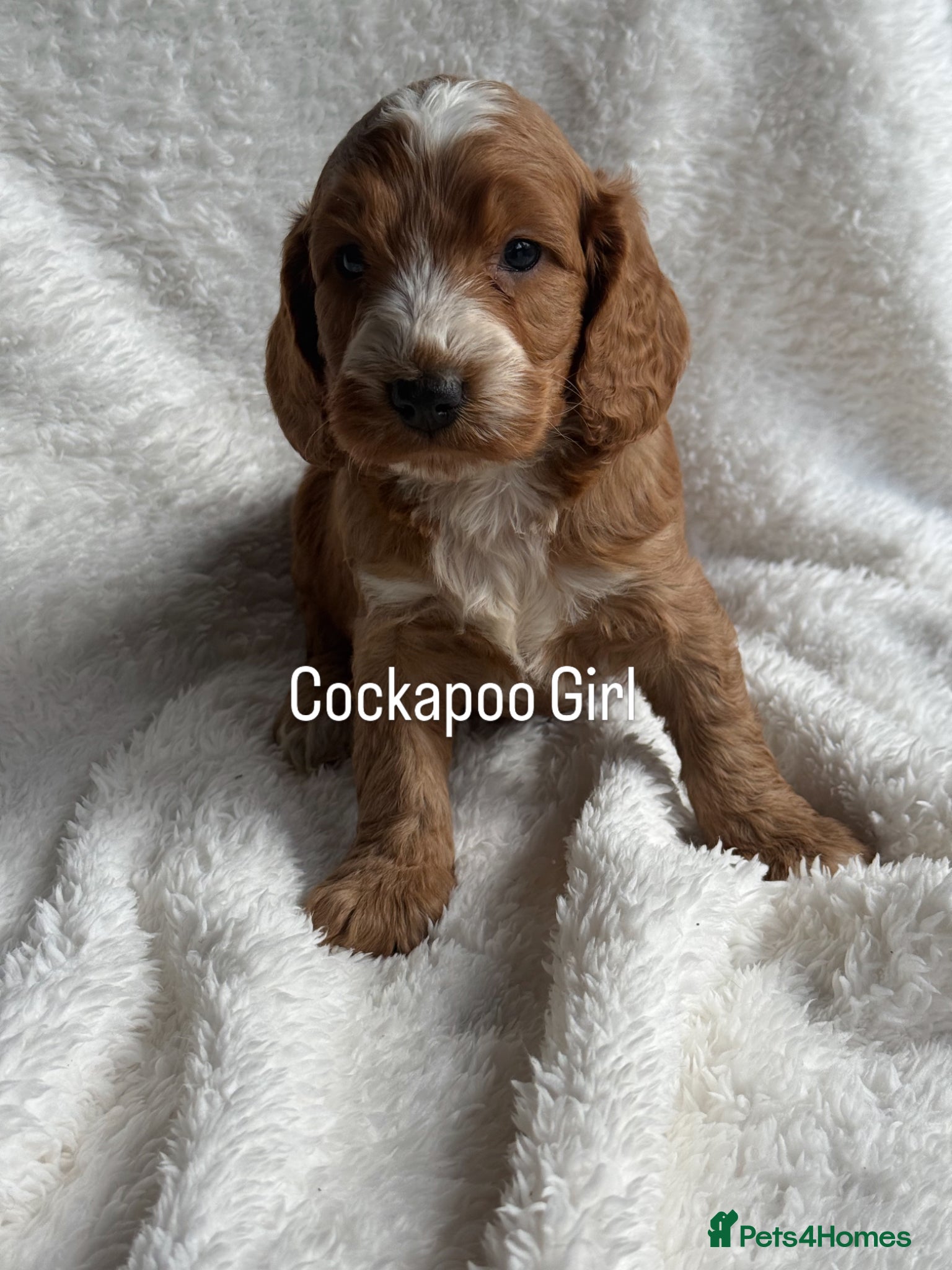 Cockapoo dogs Stunning  F1 Cockapoo’s - Advert 2