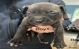 Mixed Breed dogs for sale: Staff x American pocket bully pups  - Image 9