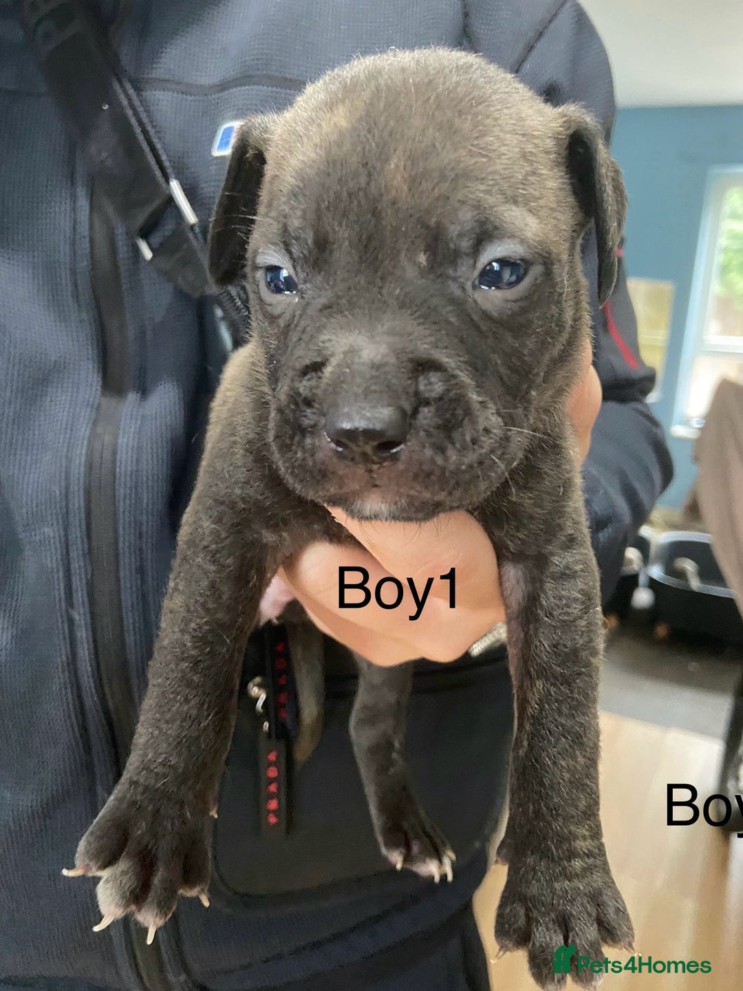 Mixed Breed dogs for sale: Staff x American pocket bully pups  - Image 9