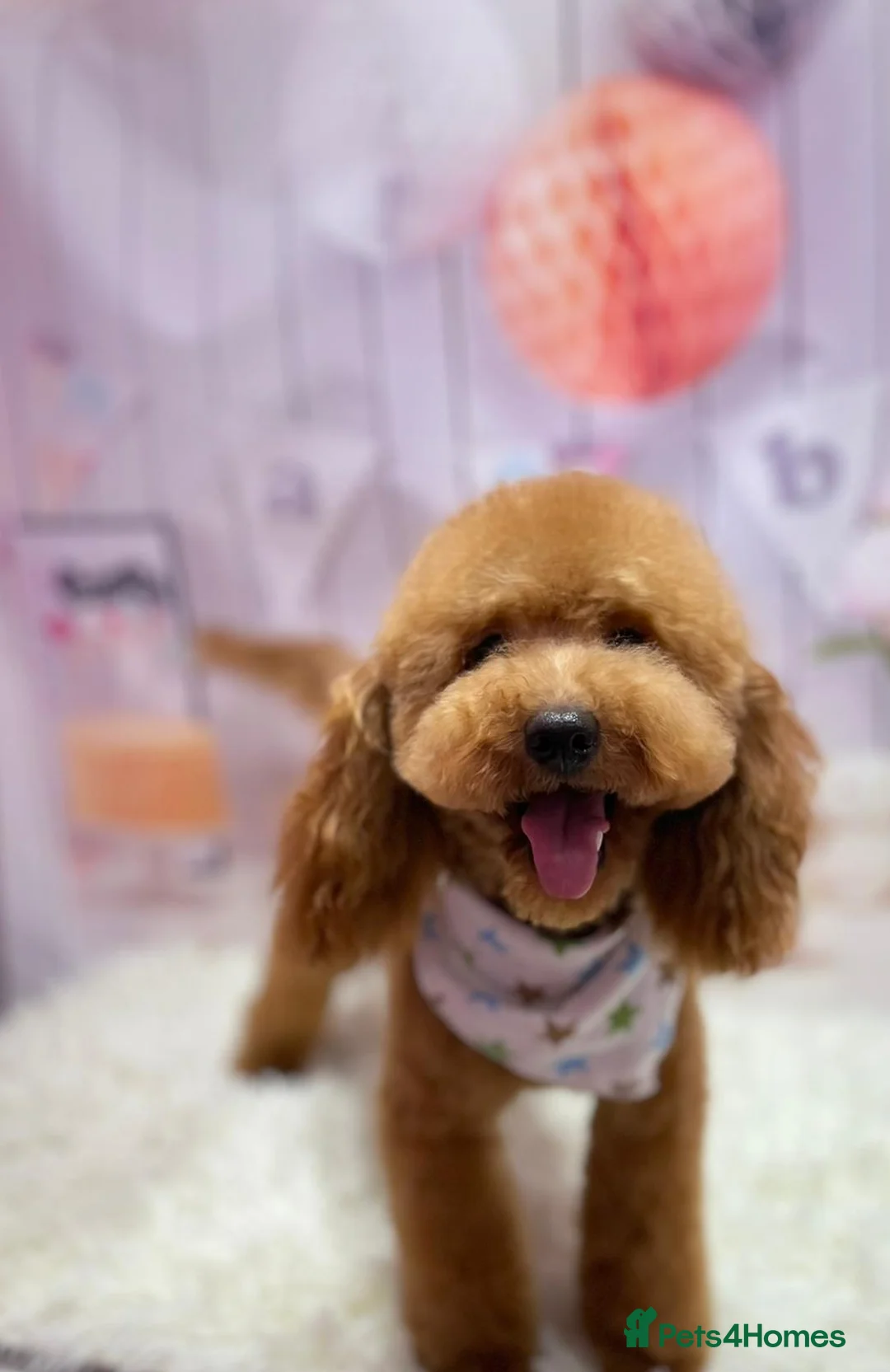 Toy Poodle dogs for stud: Health tested toy poodle  in Feltham - Advert 8