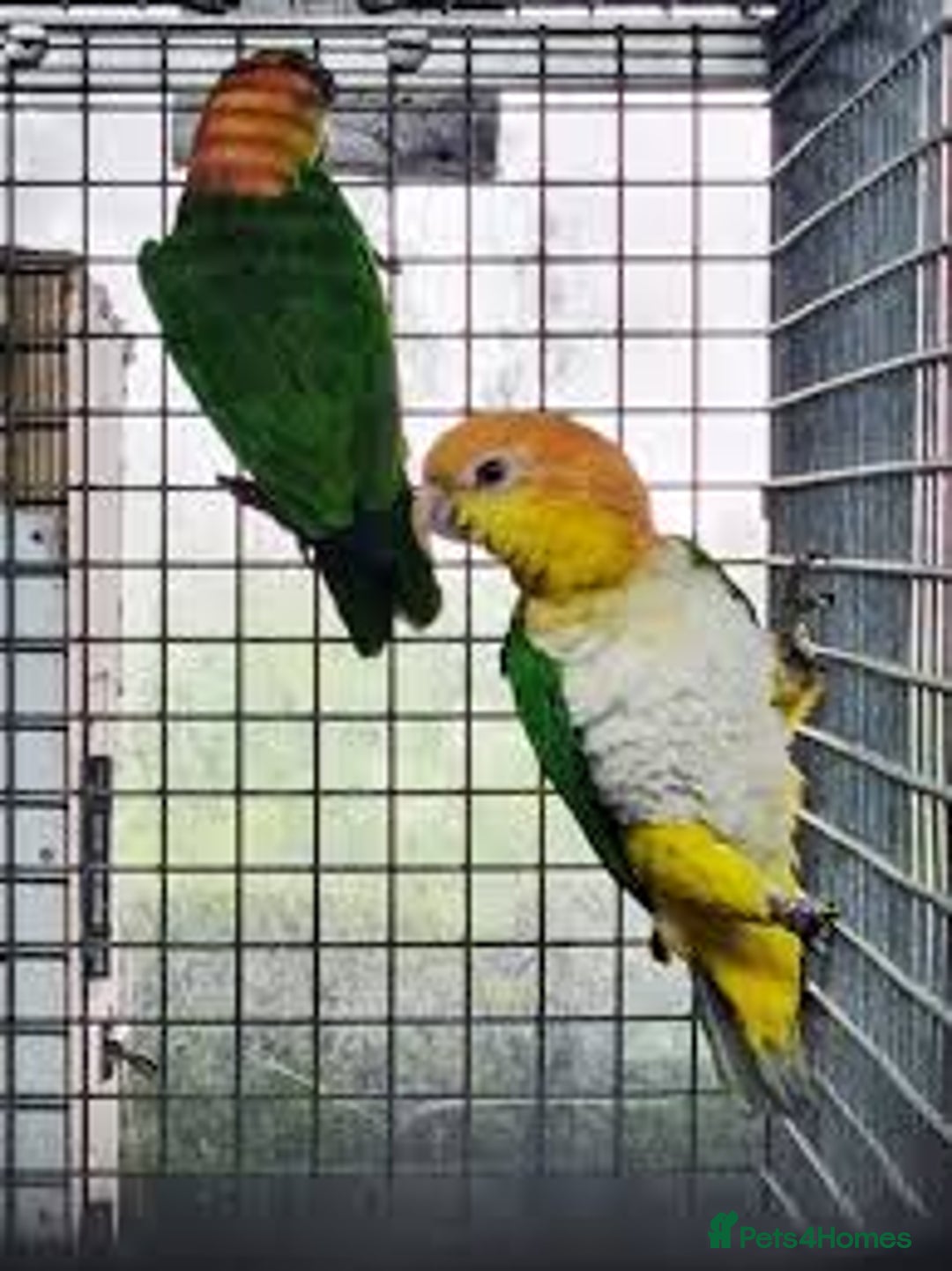 Parrots birds for sale: Breeding Caique Pairs For Sale - Image 1