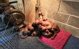 Sprocker dogs for sale: Adorable, well-socialised Sprocker Spaniel puppies - Image 15