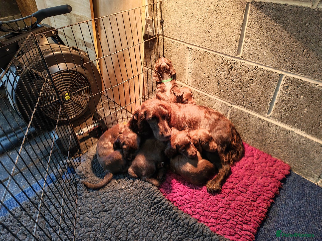 Sprocker dogs for sale: Adorable, well-socialised Sprocker Spaniel puppies - Image 15